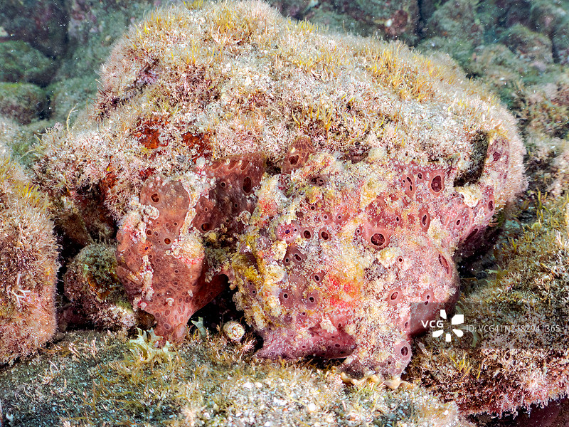 一对巨大的巨型蛙鱼（Antennarius commersoni），通过摇动其诱饵（额头触手）来吸引和捕猎鱼类。图片素材