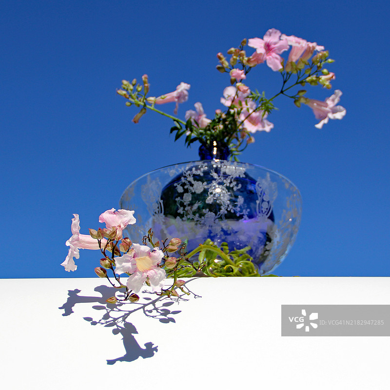 樱花特写与晴朗蓝天， 美国， 美国图片素材