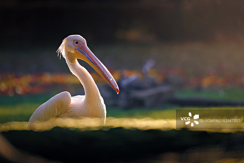 美国白鹈鹕特写，克雷费尔德，德国图片素材