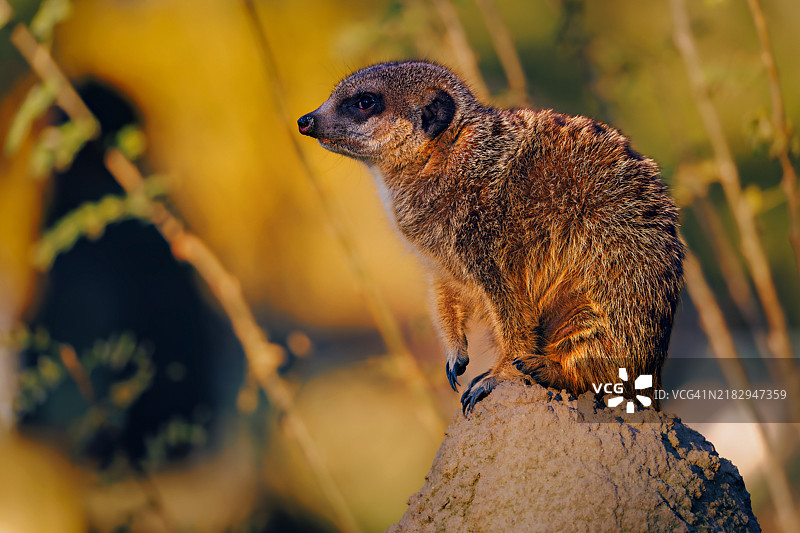一只狐獴的特写镜头，目光投向远方，德国克雷费尔德图片素材