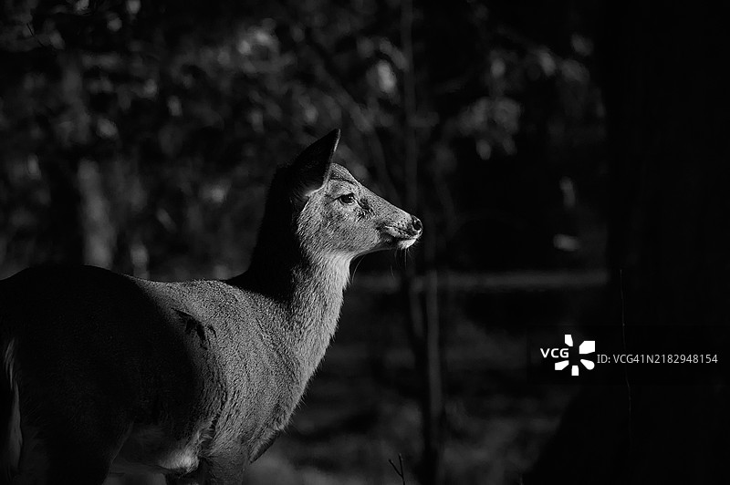 袋鼠特写，侧身望向远方，宾夕法尼亚州朗霍恩，美国图片素材