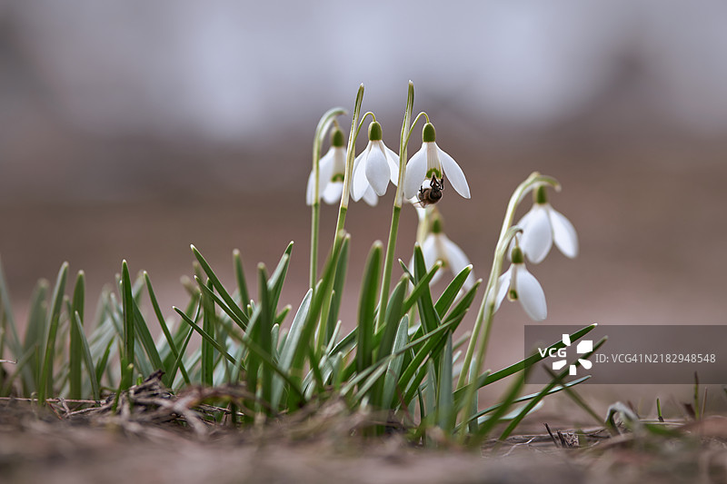 四月的报春花和春雪花被蜜蜂授粉图片素材