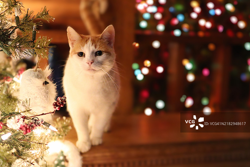 猫的特写肖像，美国，USA图片素材