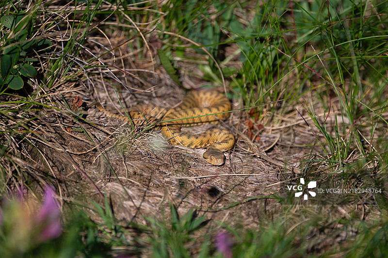 田野上的毒蛇特写图片素材