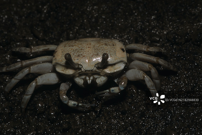 螃蟹特写镜头图片素材