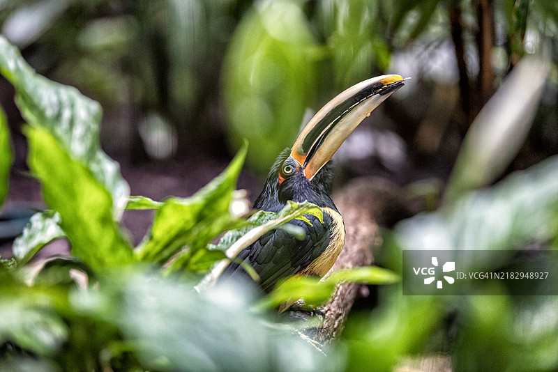 近距离拍摄的犀鸟栖息在植物上，威斯康星州，美国图片素材