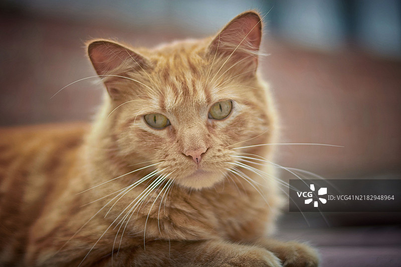 猫的特写肖像图片素材