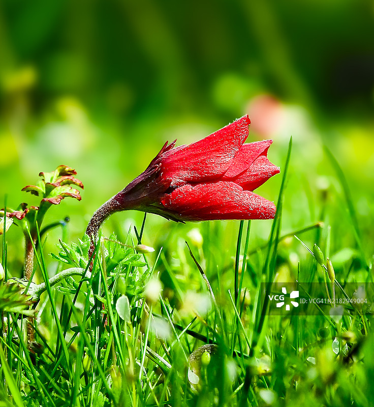 湿润的红色花朵特写图片素材