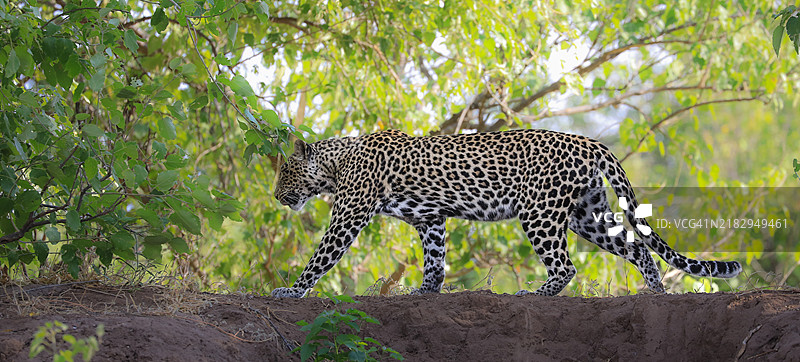 侧面视角的豹子在森林中行走图片素材