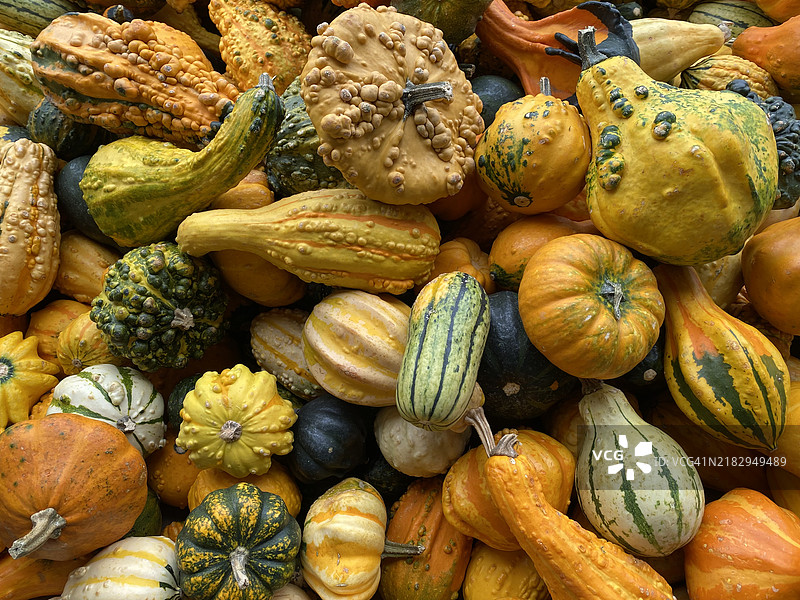 南瓜的全景拍摄图片素材