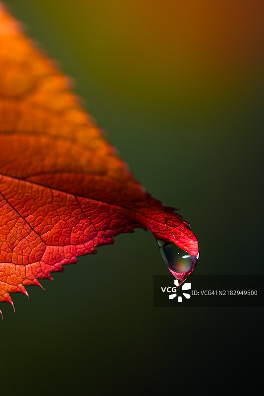 红叶上的雨滴特写图片素材