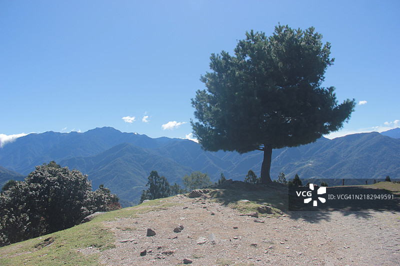 蓝天背景下的树木景观图片素材