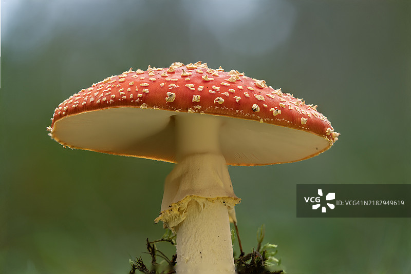 苍蝇伞蘑菇的特写镜头图片素材