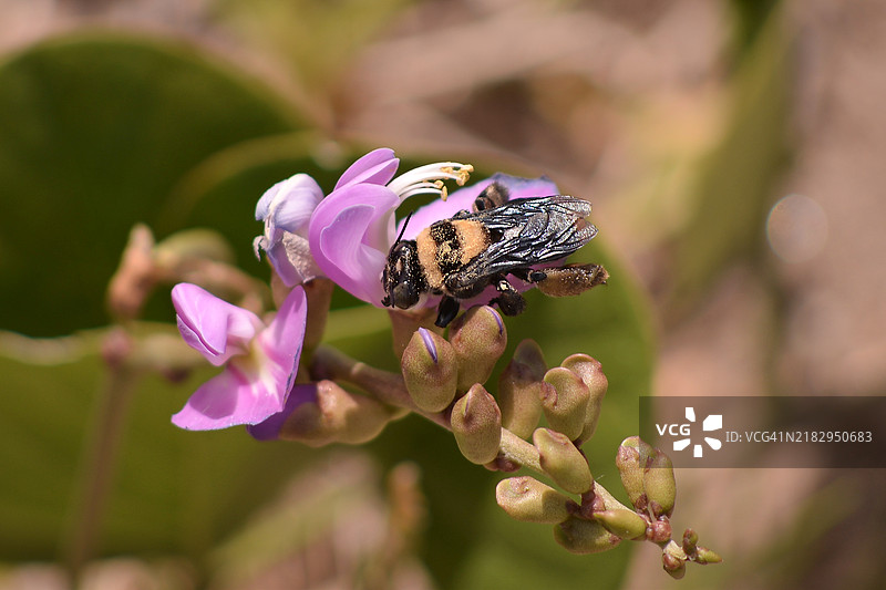 蜜蜂在紫罗兰花上授粉的特写视图图片素材