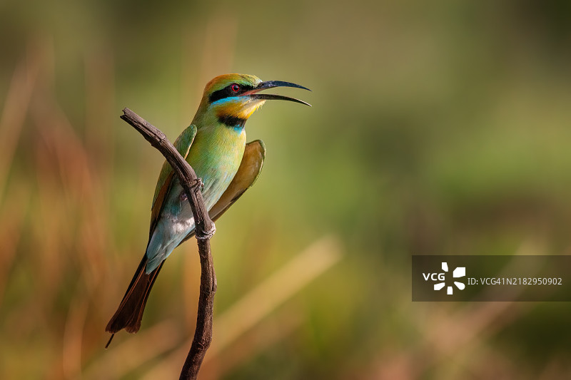 蜜蜂栖息在树枝上的特写镜头图片素材