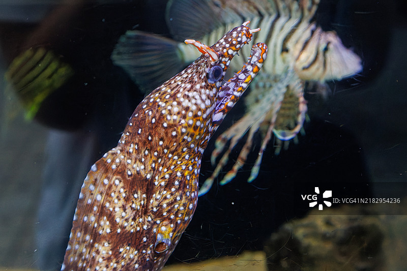 伊豆急下田站平台上的水族箱里的鱼。由于它放置在公共通道中，任何人都可以自由且免费地观看。摄影也是允许的。图片素材