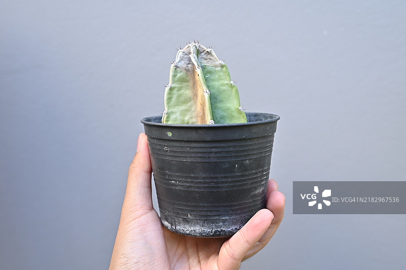 有人手持一盆晒伤的加勒比蜡烛仙人掌的特写镜头。仙人掌因暴露在过多阳光下而晒伤，这使它们容易受到火灾的威胁。图片素材