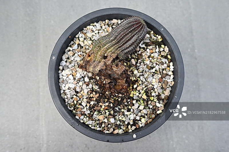 一盆腐烂的洛比维亚仙人掌。仙人掌的腐烂问题大多与过度浇水有关。图片素材