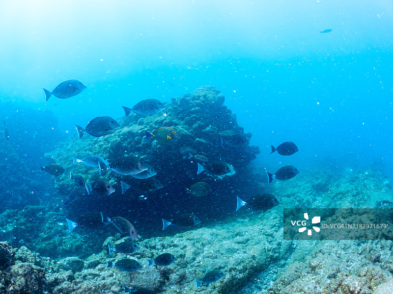 美丽的锯尾鱼(Prionurus scalprum)、兔鱼(Siganus fuscescens)、黄尾梭鱼(Sphyraena obtusata)等鱼群。静冈县南伊豆伊豆半岛的平藏滨海滩 - 2024年。图片素材