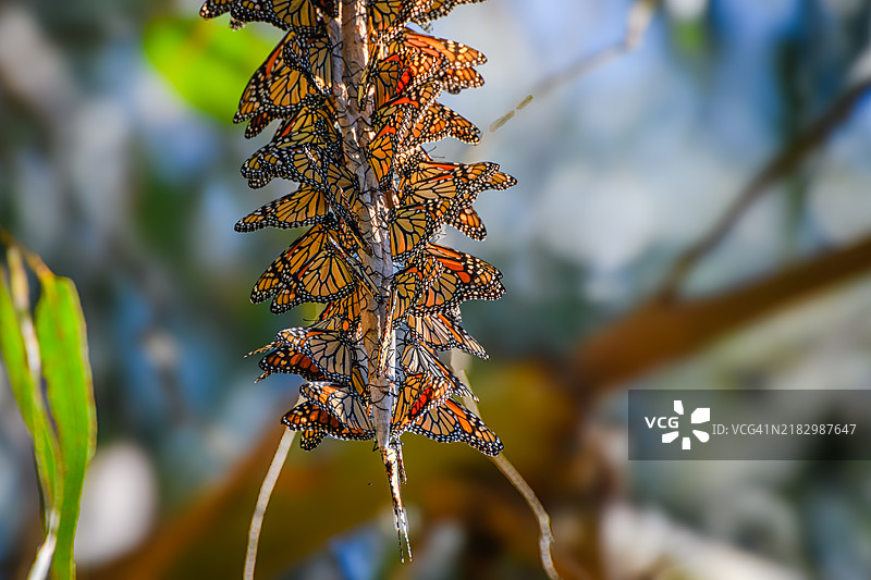 迁徙的帝王蝶 (Danaus plexippus)图片素材
