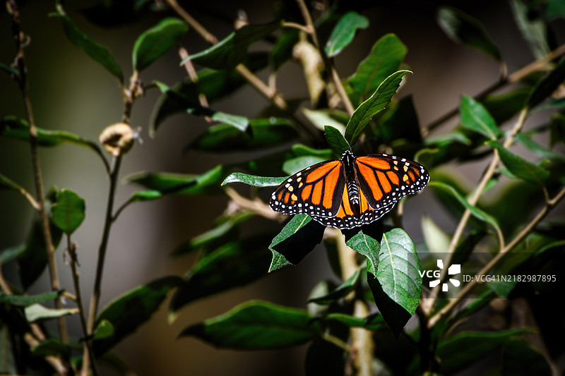 迁徙的帝王蝶 (Danaus plexippus)图片素材