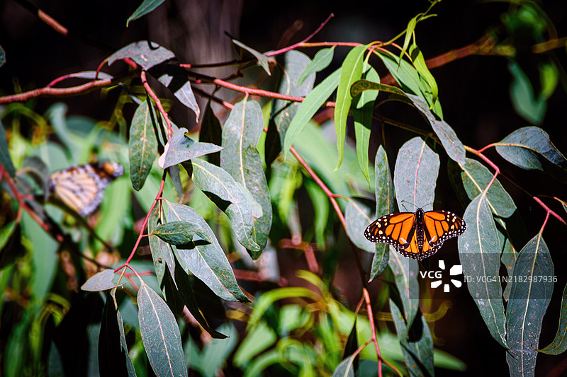 迁徙的帝王蝶 (Danaus plexippus)图片素材