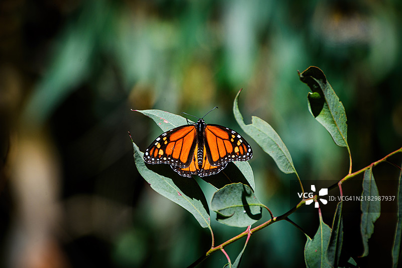 迁徙的帝王蝶（Danaus plexippus）图片素材