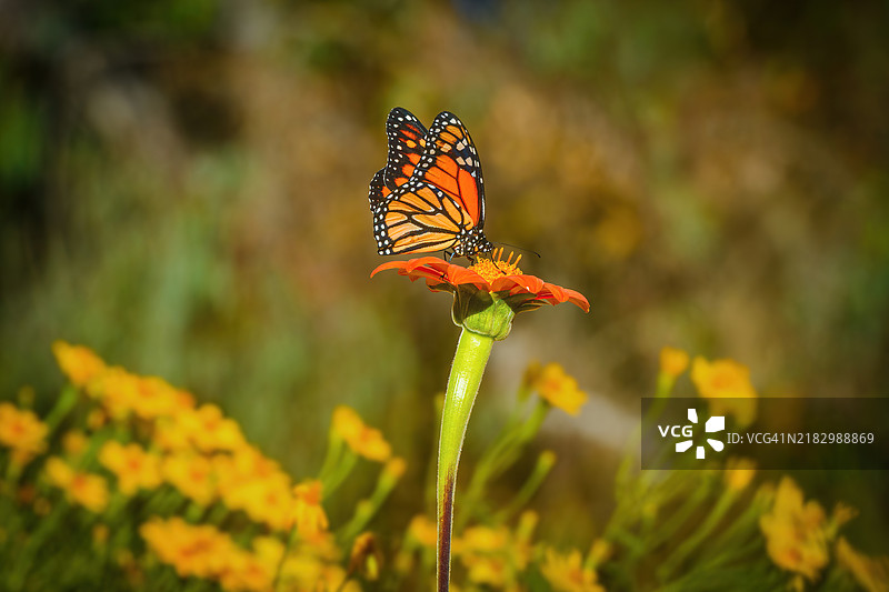 迁徙的帝王蝶 (Danaus plexippus)图片素材