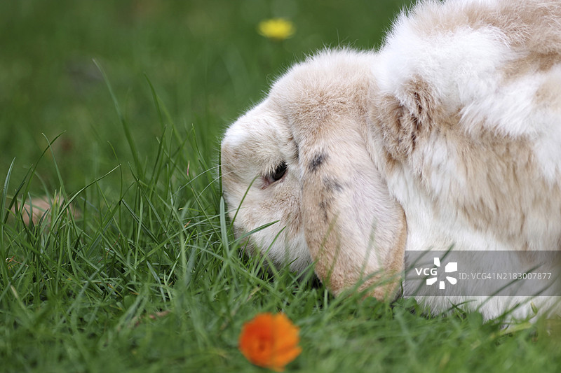 公羊兔（Oryctolagus cuniculus），兔子，垂耳，吃草，草地，复活节，一只公羊兔坐在开满五彩花朵的草地上，正在吃草。图片素材