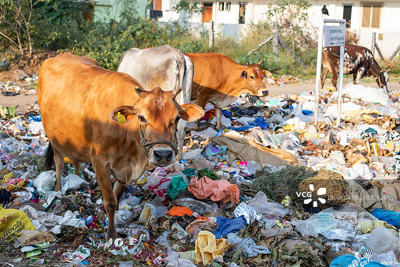 印度旅行图片，泰米尔纳德邦的牛图片素材