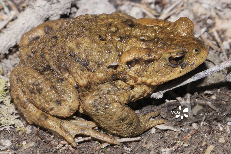 普通蟾蜍坐在地上向右看图片素材
