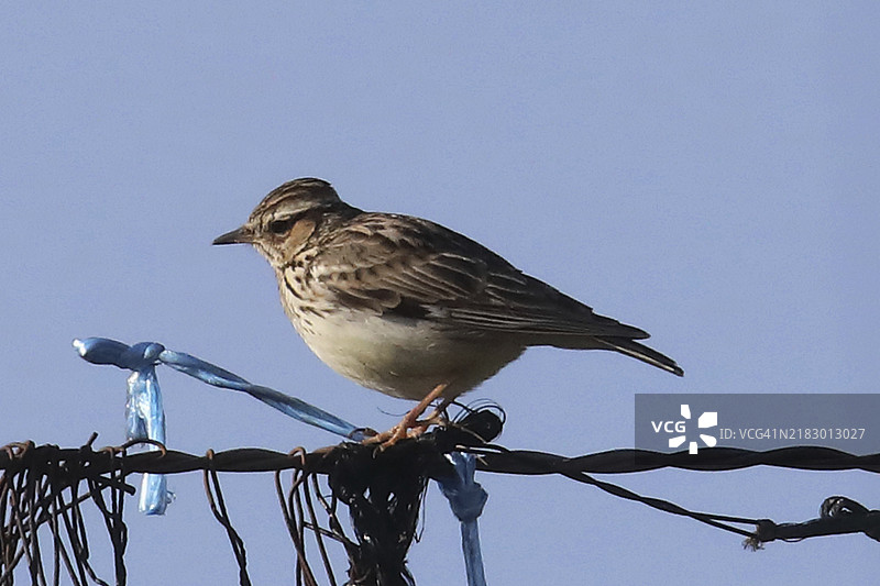 木鹩站在跳线杆上，朝左侧望向蓝天图片素材