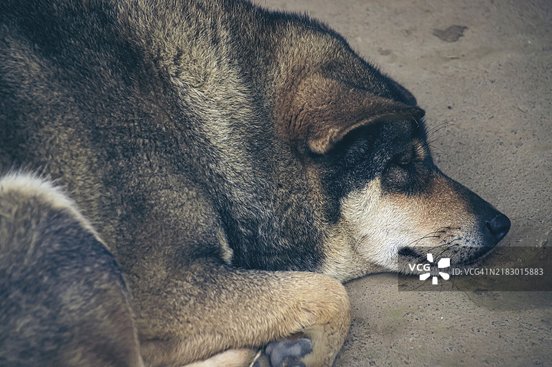 安静的狗狗在有纹理的地板上安详地睡觉特写镜头图片素材