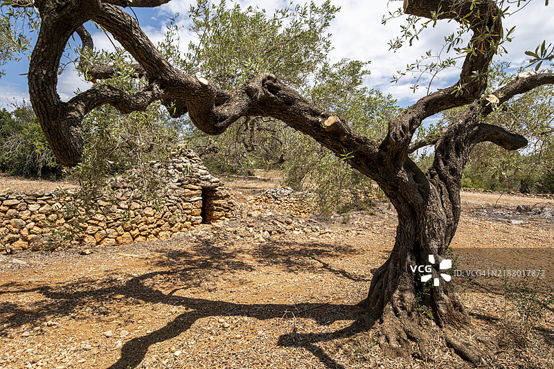 一棵扭曲枝干的古老橄榄树，旁边是一面石墙，位于干旱的风景中，西班牙加泰罗尼亚塔拉戈纳的橄榄树。图片素材