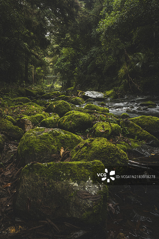 新西兰怀唐伊的森林中，一条阴郁的河流蜿蜒而过，河岸上覆盖着苔藓的岩石和茂密的树木。图片素材