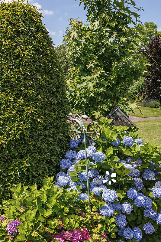 一个色彩斑斓的花园区域，盛开着蓝色绣球花、灌木和一个小型装饰雕像，位于德国北莱茵-威斯特法伦州的博尔肯，欧洲。图片素材