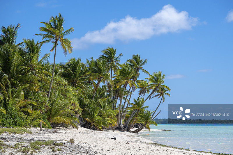 椰子树(Cocos nucifera),泻湖前的椰子森林,特提阿罗,环礁,马龙·白兰度岛,法属波利尼西亚,社会群岛,背风群岛,南太平洋图片素材