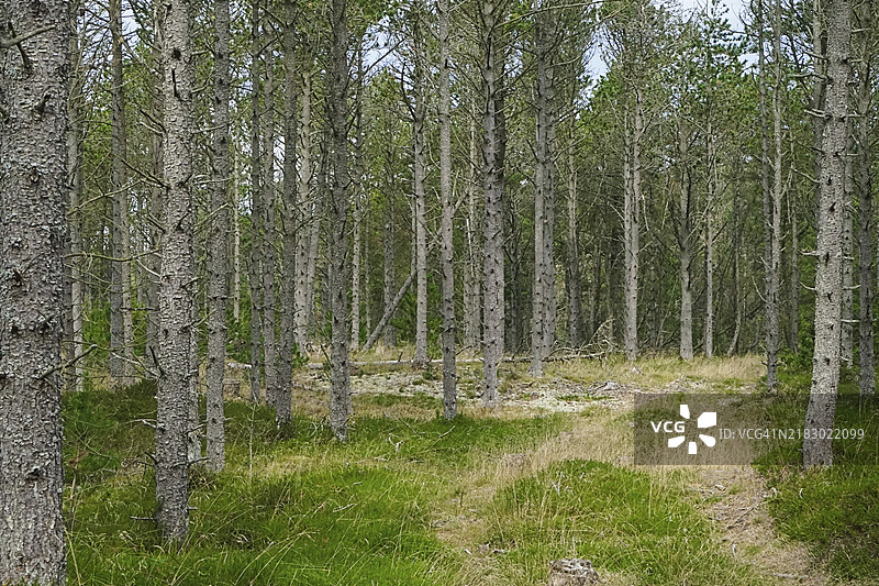 一条宁静的小径蜿蜒穿过阳光明媚的森林，绿草如茵。丹麦阿尔贝克斯基维伦的沙丘森林，欧洲。图片素材