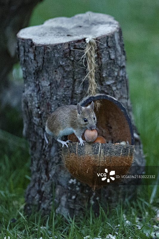 木鼠叼着坚果坐在食物碗里，面朝树干。图片素材
