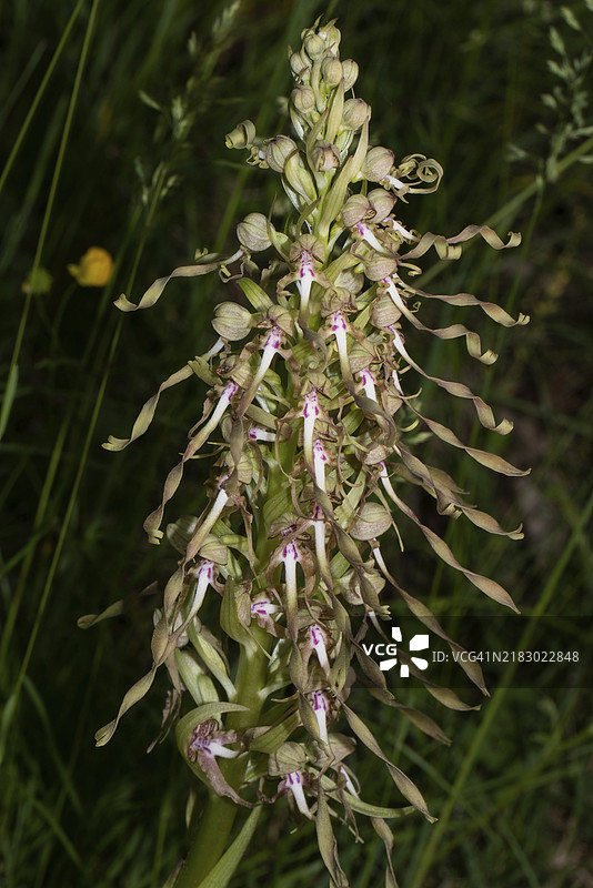 山羊舌花序，几朵开放的白紫色花朵图片素材