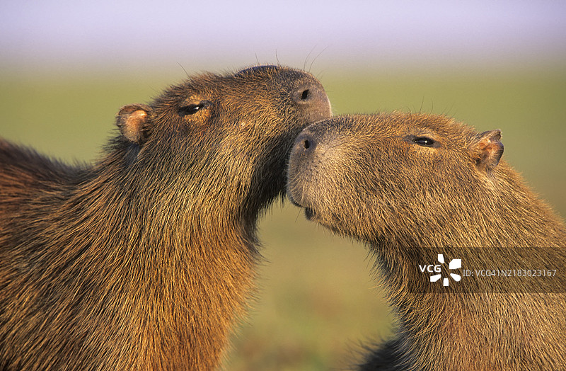 巴西潘塔纳尔的水豚（Hydrochaeris hydrochaeris）图片素材