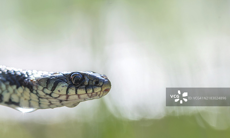 条纹草蛇（Natrix helvetica），头部特写，身体上有水滴，德国北莱茵-威斯特法伦，欧洲图片素材