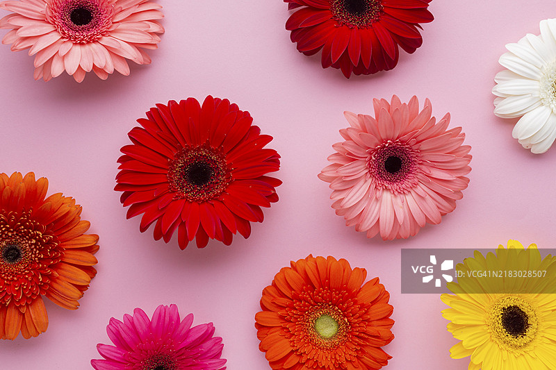 粉色背景上的非洲菊花图片素材