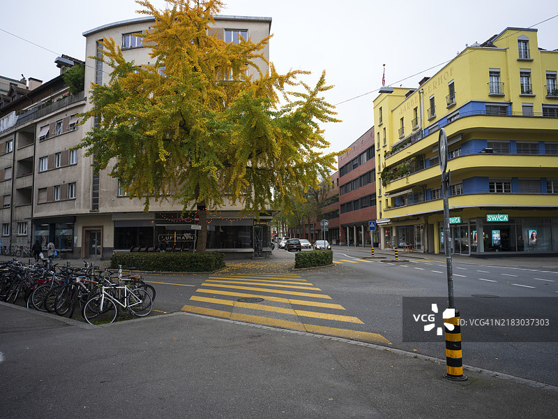 比尔市中心的斑马线和银杏树图片素材