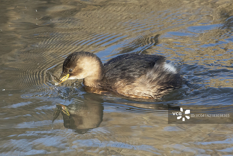 小鸊鷉嘴里叼着鱼，左侧水中映出它的倒影。图片素材
