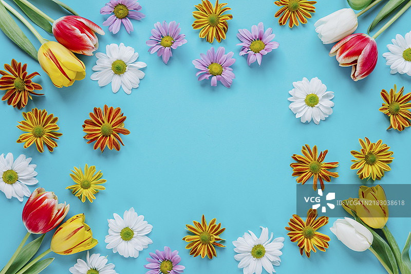 盛开的嫩蓝色花朵图片素材