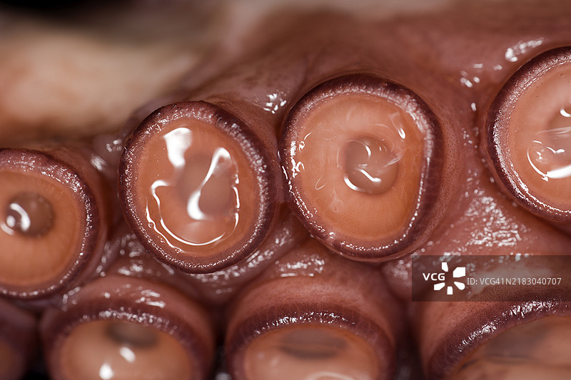 章鱼吸盘的特写，工作室拍摄图片素材