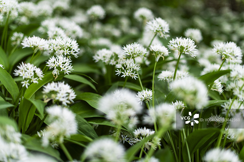 野蒜图片素材