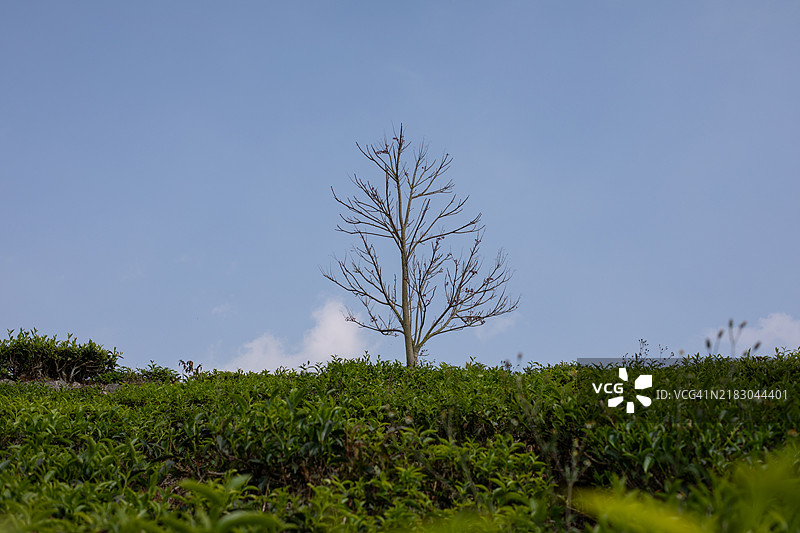 泰米尔纳德邦的茶站照片图片素材