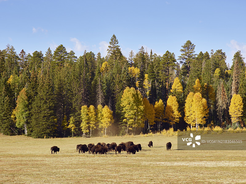 秋季风景中的一群野牛图片素材